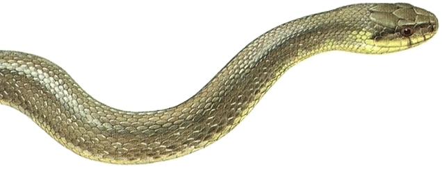 Colubro di Esculapio