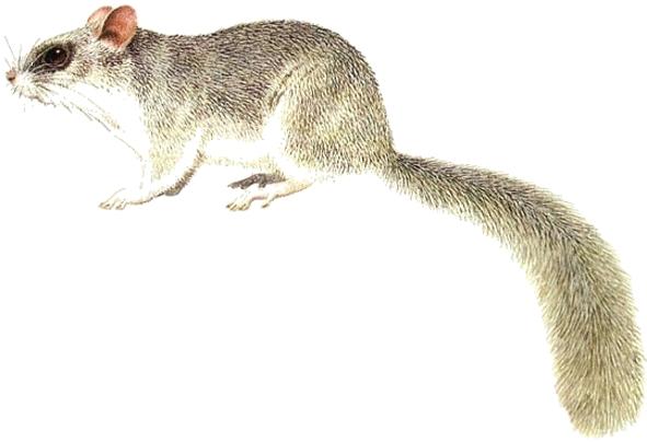 Ghiro