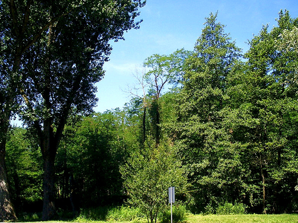 Ontaneto