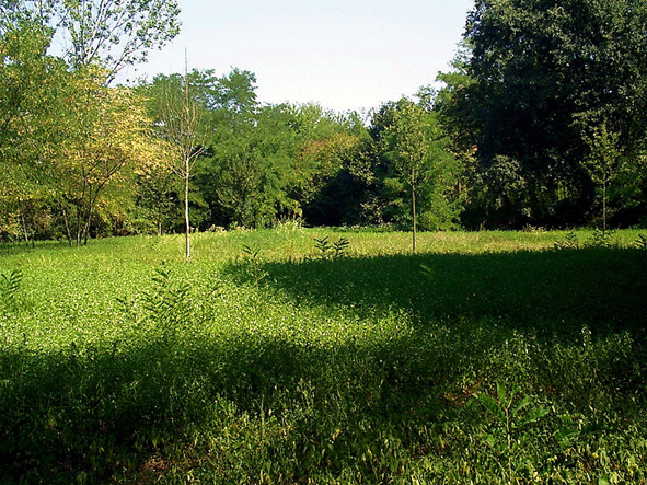 Radura