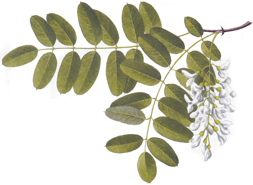 Robinia