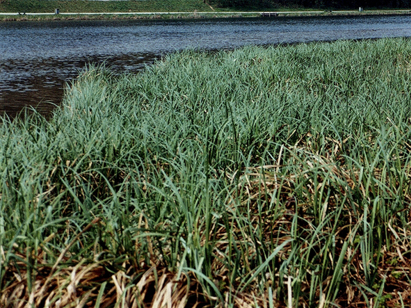 Vegetazione di riva